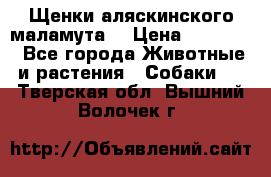 Щенки аляскинского маламута  › Цена ­ 15 000 - Все города Животные и растения » Собаки   . Тверская обл.,Вышний Волочек г.